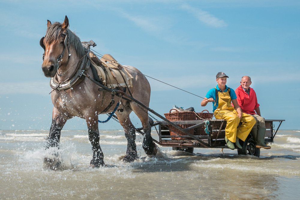Garnaalvissers te paard in Oostduinkerke